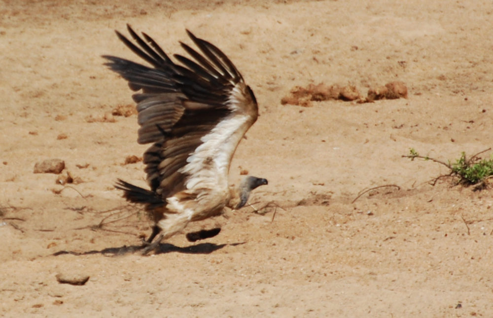 dal Sud Africa: Grifone del Capo (Gyps coprotheres)